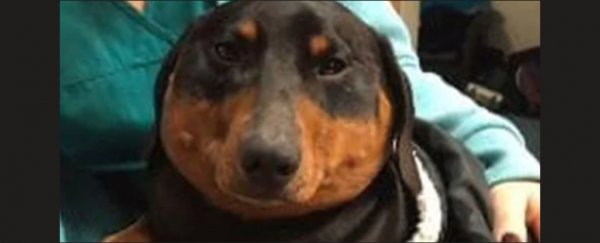 Injury caused a Daschund to swell to 3 times his size and crackle 'like bubblewrap'