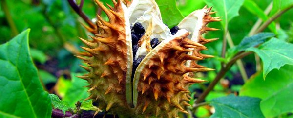 These most dangerous plants in the world will make you want to stay indoors forever
