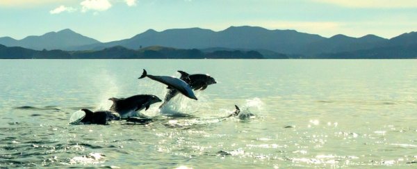 Dolphins are so smart they use individual 'names' to build surprisingly manipulative social networks