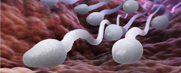 Scientists just discovered a brand new part of sperm that could explain infertility