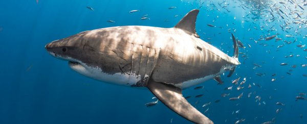 Great white sharks are uncannily attracted to these specific ocean features