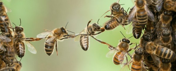 Bees can understand an incredibly complicated mathematical concept