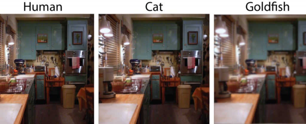 What Different Vision Looks Like