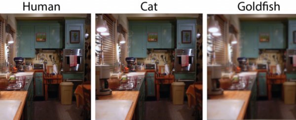 This is how our world looks to other animals, and there are some big differences