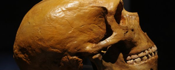 Lab-grown Neanderthal Minibrains Show How They're Different From Our Own