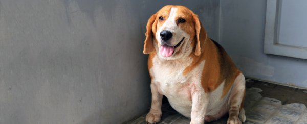 Obese dogs have surprising similarities to people, researchers have found