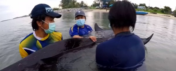 Whale dead in Thailand with a shocking number of plastic bags in its stomach