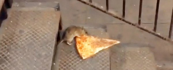 There are now so many city rats they've split into distinct 'uptown' and 'downtown' populations