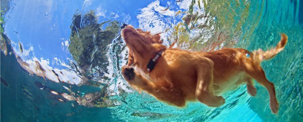 That 'clean swimming pool' smell is actually bad for your health... and really gross