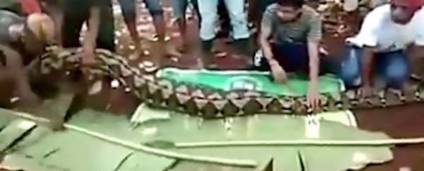 Another Indonesian villager has been swallowed whole by a python