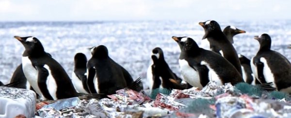 These penguins appear to be living on an island of plastic, but the truth is kinda worse