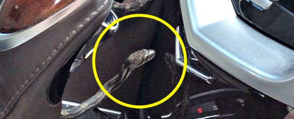 A snake appeared in the car while a woman was driving, and nothing is safe anymore