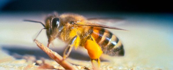Scientists have turned regular bees into "killer bees" with a single injection
