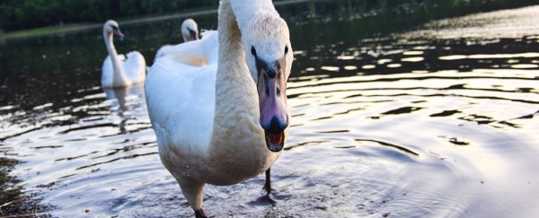 Gay swans in Austria attacked humans to protect their adopted baby: a plastic cup