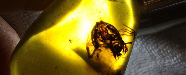 These unlucky frogs stuck in amber are the oldest ever found on Earth