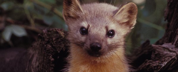 Sprawling marijuana farms are driving this adorable little creature to extinction