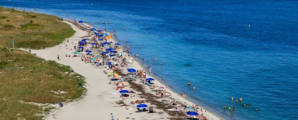 'Sea lice' have broken out in Florida, and they're as nasty as they sound