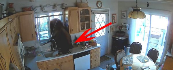 A bear broke into a home to look for candy, and it wasn't even the first time