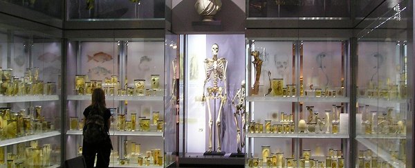 A centuries-old giant stuck in a museum could finally get his bones thrown into the sea