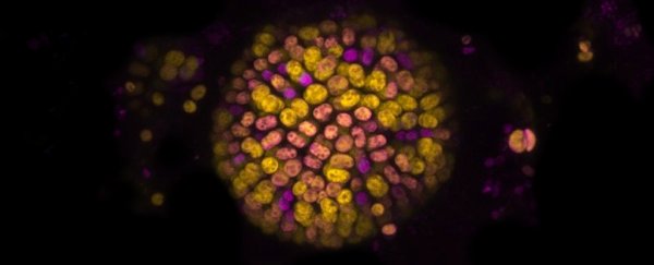 A new kind of photosynthesis has been discovered, pushing the limits on life