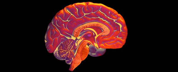 A new brain experiment just got closer to the origins of consciousness