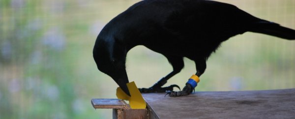 New discovery of how crows use tools could change our understanding of intelligence