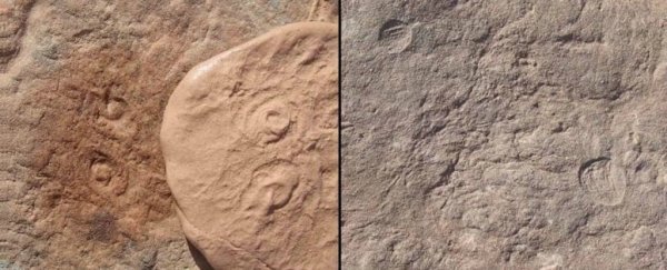 A newly discovered species has been named after President Obama's ear