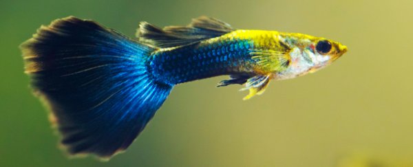 This fierce goth fish turns its eyes black when it gets angry
