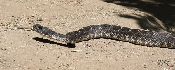 A man was nearly killed by a rattlesnake AFTER he cut off its head