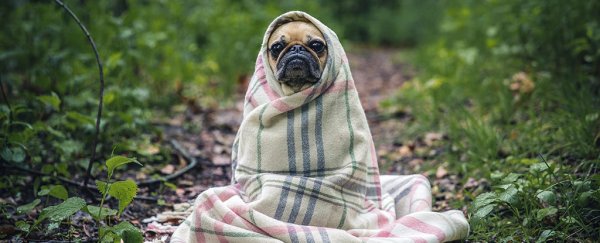 Dogs could become the next source of a deadly flu pandemic
