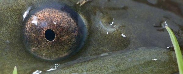 Endangered eels are getting high on cocaine pollution, and it's actually not funny