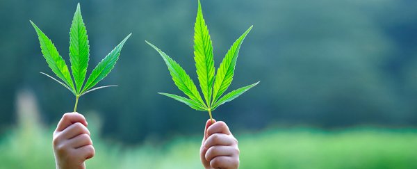 First cannabis-based drug just won US federal approval, but it won't be the last