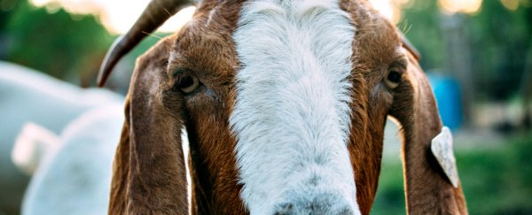 Goats are as smart and loving as dogs, according to science