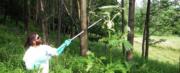 Here's an important reminder to stay away from this giant horror plant that causes 3rd degree burns