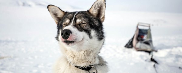These are the most common mistakes we make about dog happiness, according to science