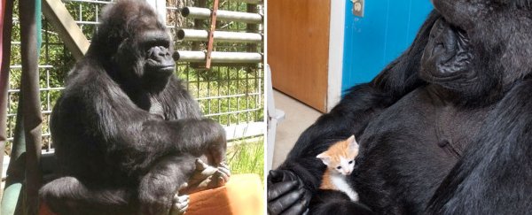 Koko, the gorilla who could 'talk' with sign language, has died aged 46