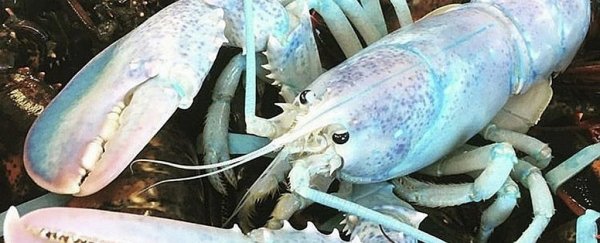 This gorgeous, insanely rare rainbow-coloured lobster is 1 in 100 million