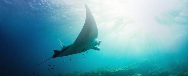 One of the biggest manta ray secrets has been revealed in the Gulf of Mexico