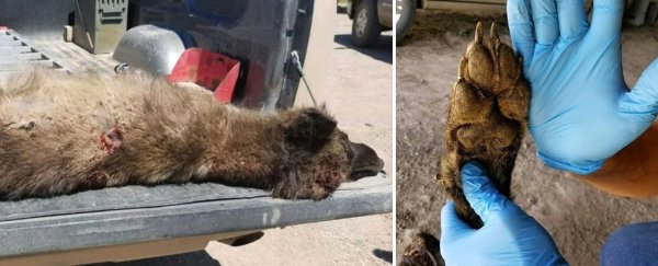 We finally know the identity of the mystery animal that was definitely not a werewolf