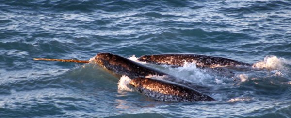 The cryptic voices of narwhals have been recorded in the most detail yet