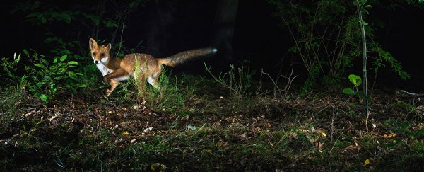A huge shift in animal behaviour is happening, and it's our fault