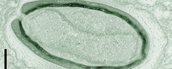 These abnormally huge viruses create their own genes, defying standard biology