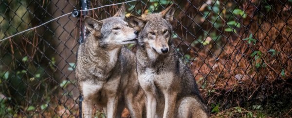 The Department of Interior plans to let people kill endangered red wolves