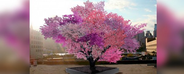 This magical tree produces 40 different types of fruit