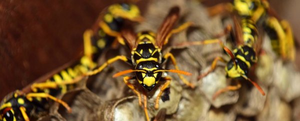 29 new wasps have been found, and their life cycle is the stuff of nightmares