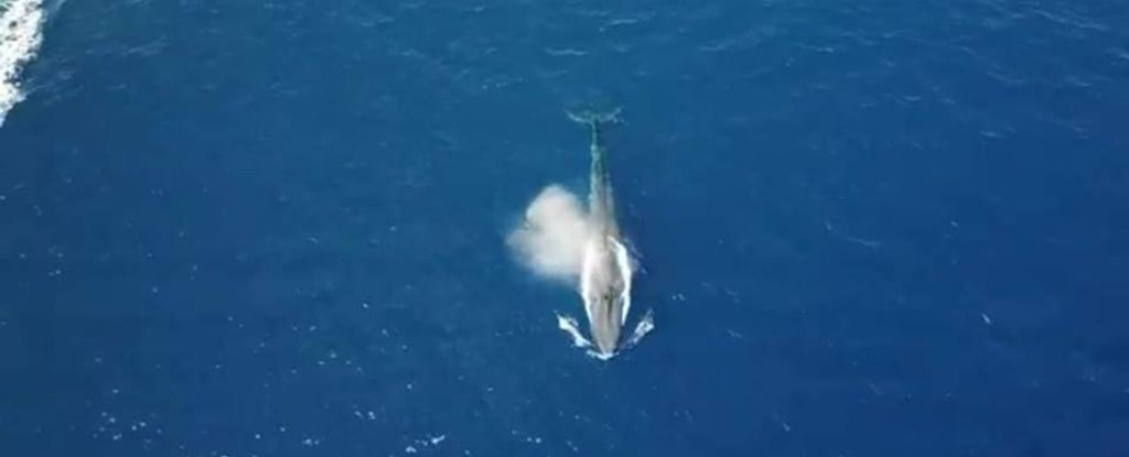 A Blue Whale Has Been Spotted in The Red Sea For The First Time, And Scientists Can't Explain It  Whale-1_1024