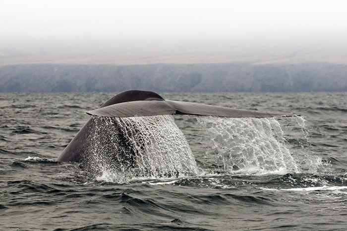 A Blue Whale Has Been Spotted in The Red Sea For The First Time, And Scientists Can't Explain It  Whale-2