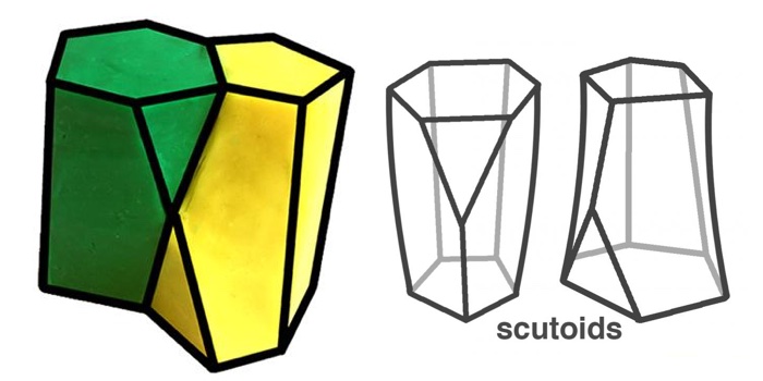 [Image: 737-shape-cell-skin-scutoid-1.jpg]