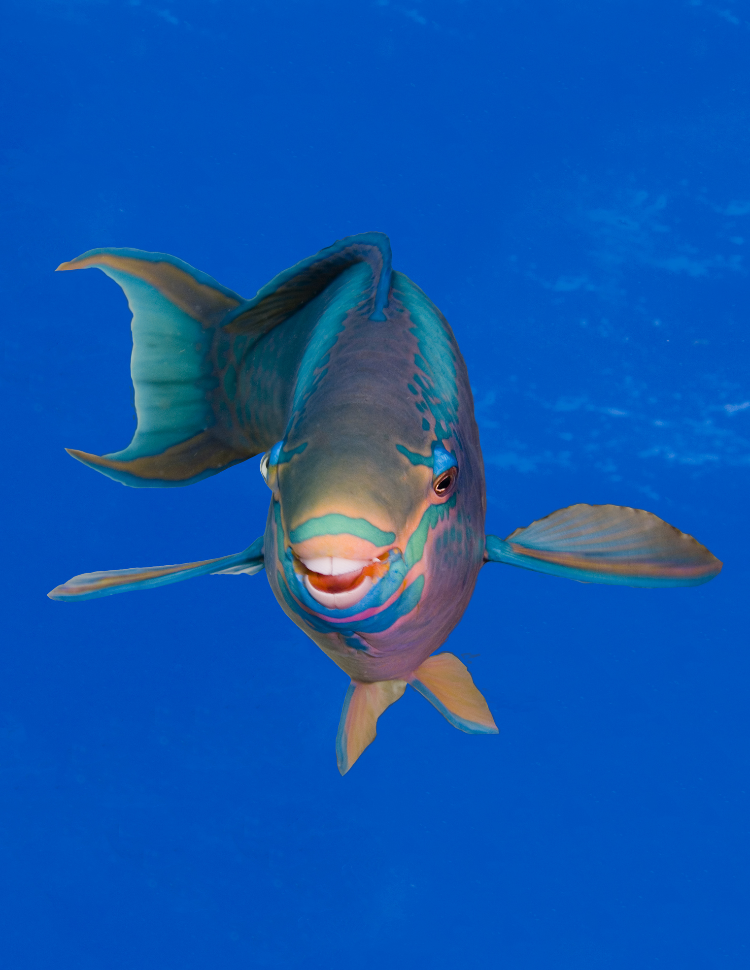 A parrotfish