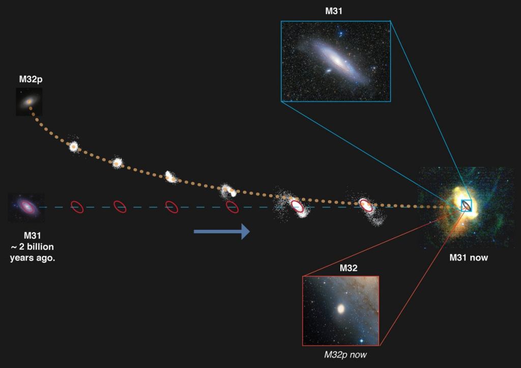 Andromeda shreds M32p resulting in M32 and a halo of stars. ( Richard D'Souza/ASS/IP/Wei-Hoo Wang)